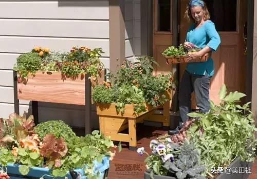 怎么样能纸上种菜,在家种菜可以做什么