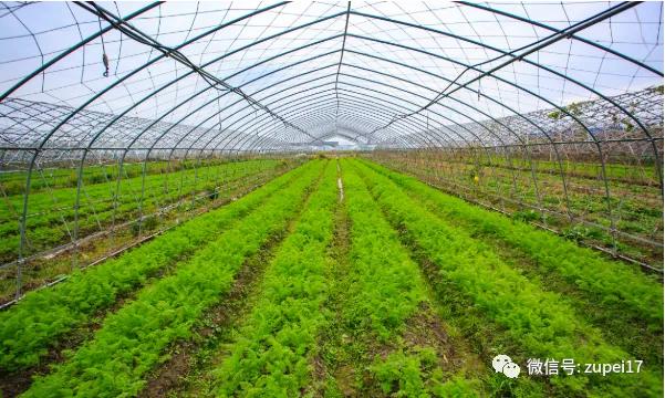 塑料圆拱形大棚,拱形温室大棚