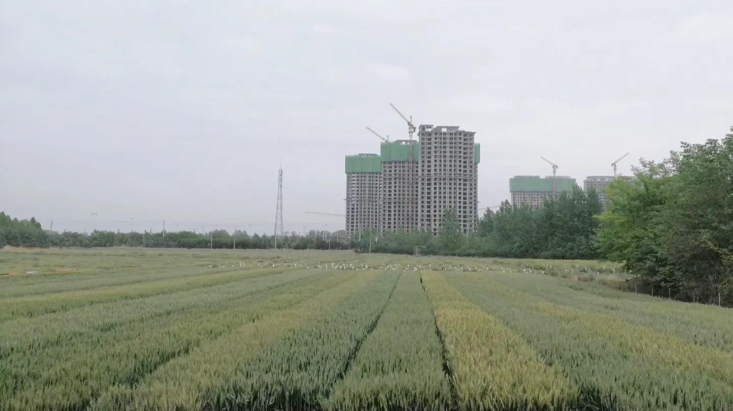 高产小麦新品种排名,2022高产小麦新品种有哪些