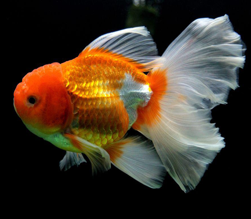 冬天金鱼怎么保暖过冬,金鱼怎么过冬效果最好