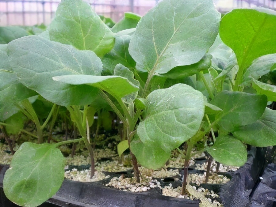 茄子出现叶片枯死,茄子青枯是什么原因