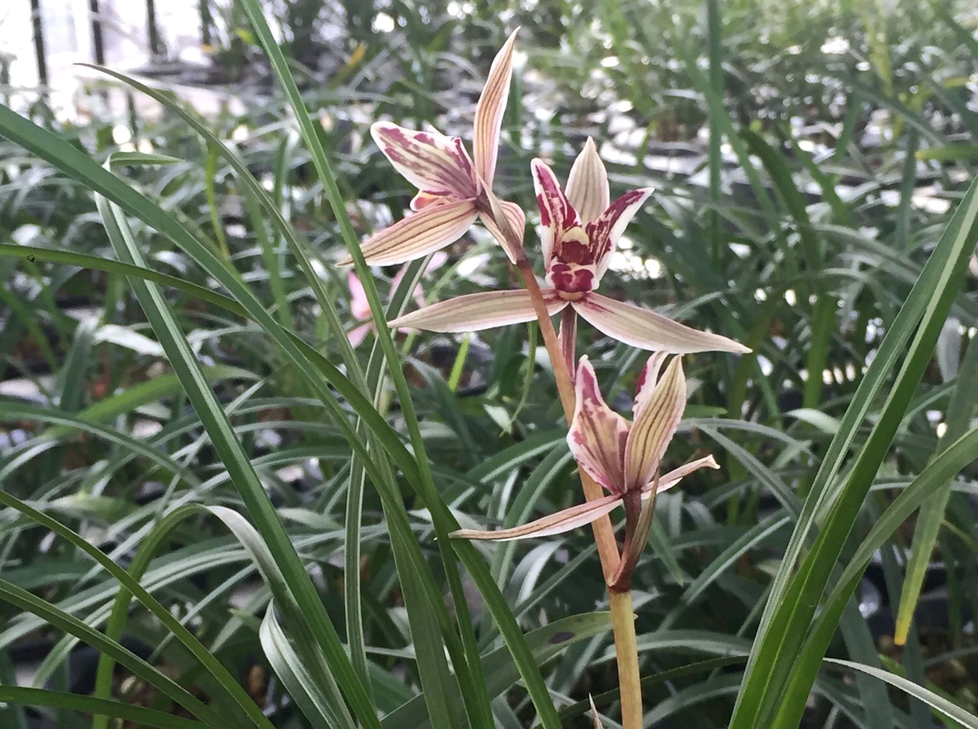 莲瓣兰五彩蝶品种简介,莲瓣兰大雪素有几个品种