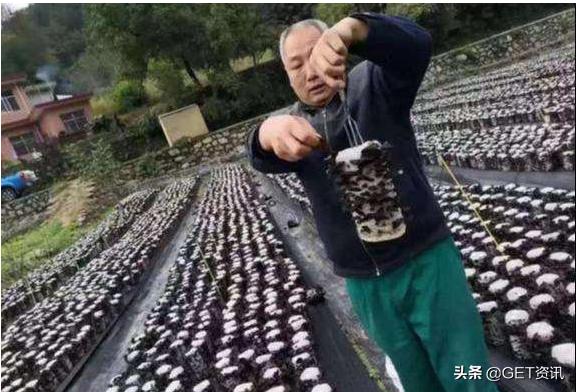 42万网友涌入淘宝店买柞水木耳,一晚全秒光