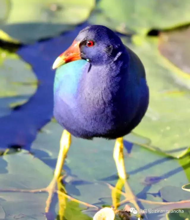 美洲有几种猛禽,美洲三大动物