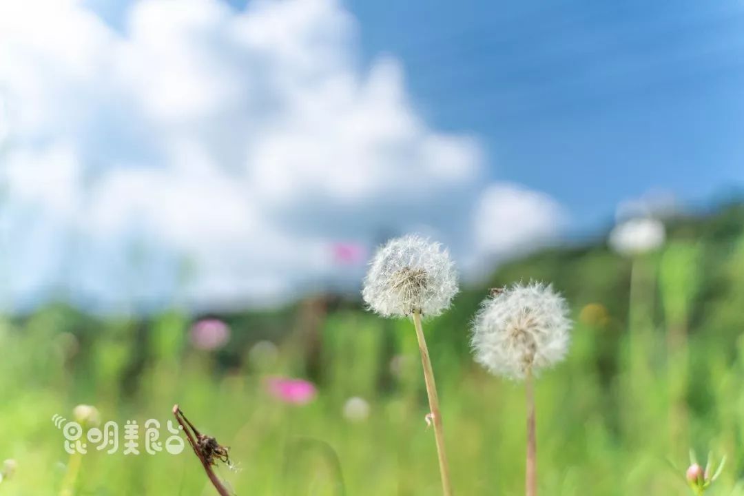 昆明高原明珠牛头宴,昆明附近哪里有世外桃源