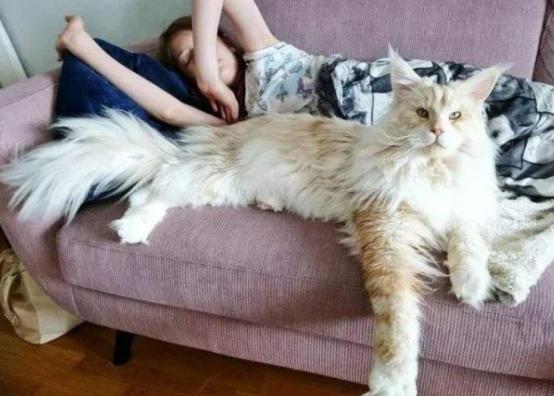 温柔的巨人猫视频,温柔的巨人布偶猫