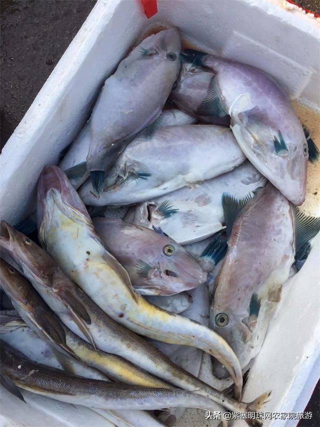 绉︾殗宀涙梾娓稿彲浠ュ嚭娴锋崟楸肩殑鍦版柟 (绉︾殗宀涚墽娴疯繙鑸啘瀹堕櫌)