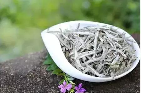 白毫银针生长过程,几百年的白毫银针