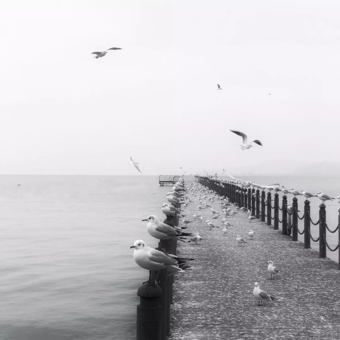 iphone拍照软件哪款最好,iphone怎么关闭拍照声音