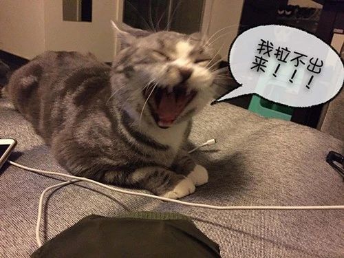 猫崽软便带血怎么办,成年猫咪便便有血什么原因