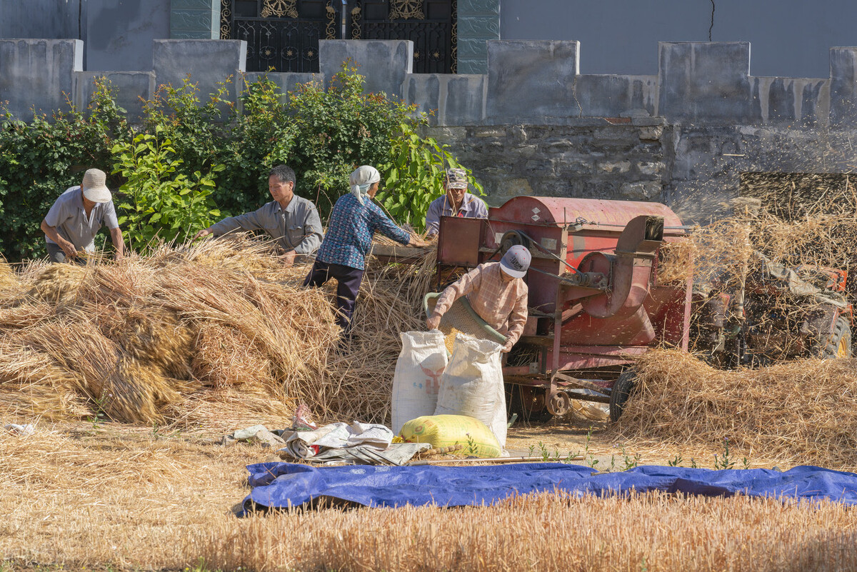 芒种时节是小麦收割时节,芒种麦收完整版