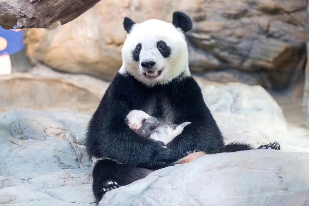 大熊猫隆仔出场,隆仔大熊猫最新消息
