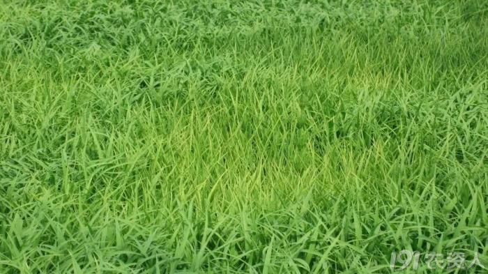 浣庢俯澶╂皵绉ц嫍濡備綍绠＄悊,浣庢俯鍐诲瀵圭Ё鑻楃殑褰卞搷