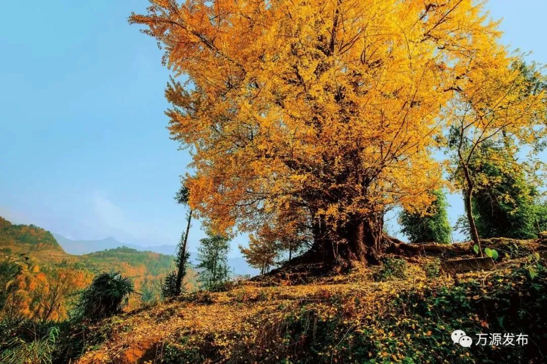 看万山红遍层林,看漫山红遍层林尽染国画