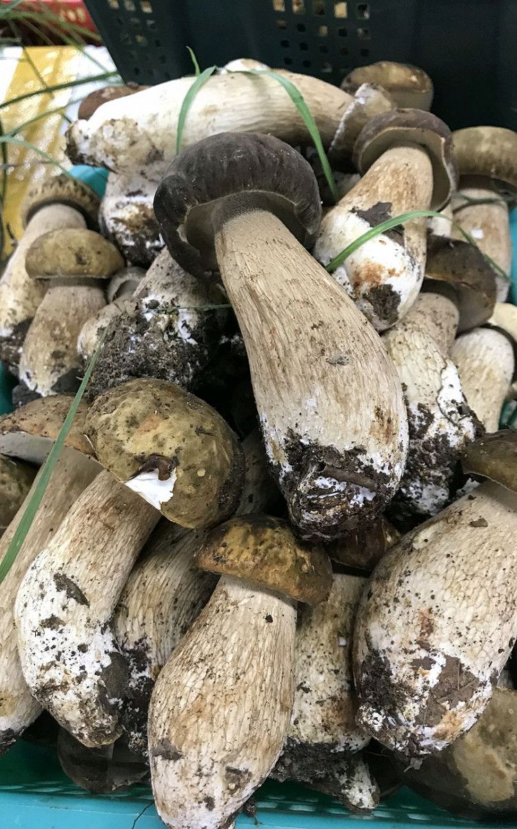 捡蘑菇云南常见野生菌,云南野干蘑菇