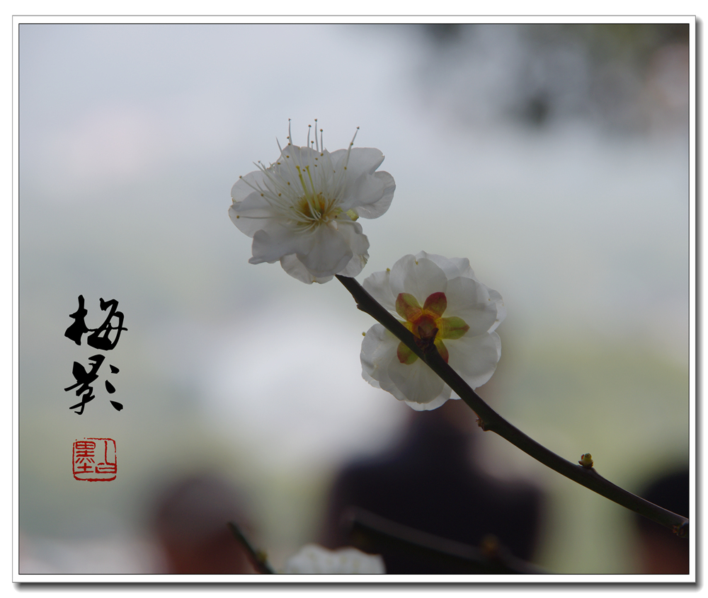 周密的词,周密诗词大全