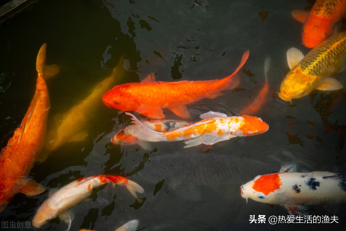 锦鲤的尾鳍上有血丝怎么回事,锦鲤尾巴血丝鱼鳍发白