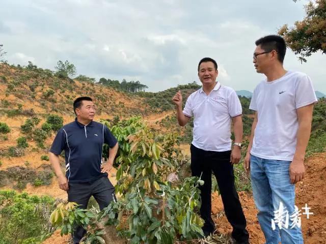 荔枝丰收季最新视频,荔枝丰收季广东