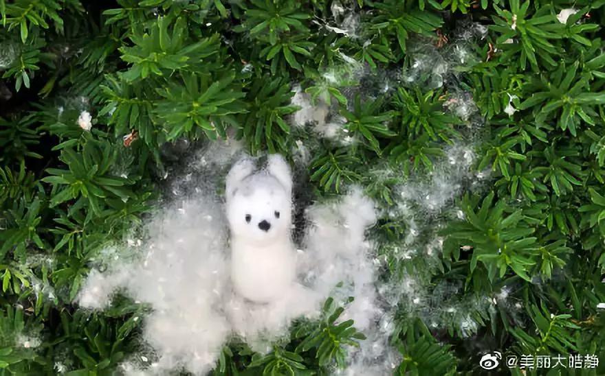 被柳絮困扰,被柳絮搞到崩溃是什么体验