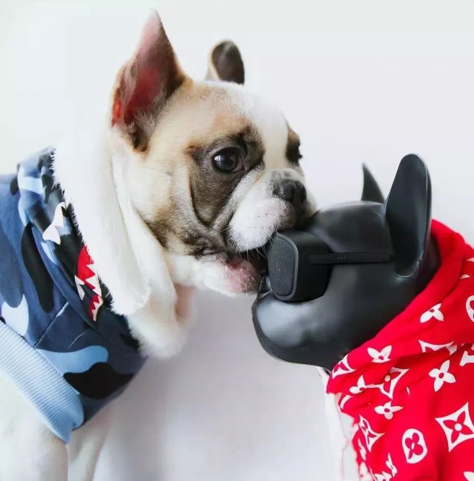 金链子狗潮牌,潮牌boy金链子