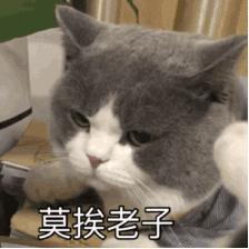 新手养猫指南：想要挑选性格温顺的猫咪，这些关键点一定要看看