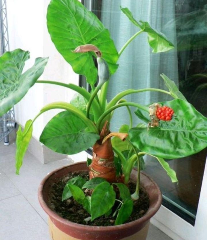 大绿叶花卉滴水观音,绿叶花卉滴水观音开花照片