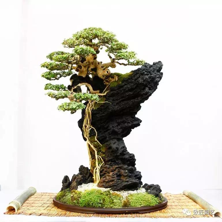 提根盆景造型大全大图,漂亮的提根盆景图片