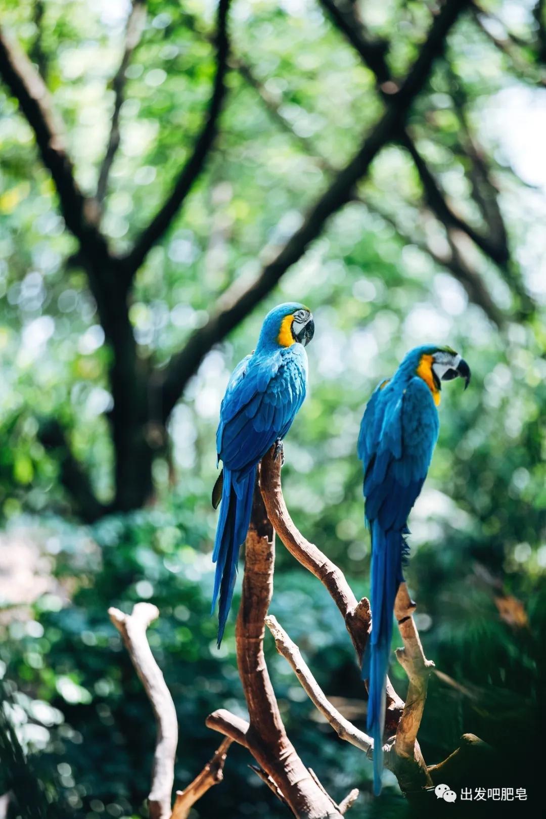长隆飞鸟乐园怎么去长隆欢乐世界,汉溪长隆地铁站去长隆飞鸟乐园