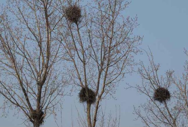 高清童年常见飞禽篇(值得珍藏)