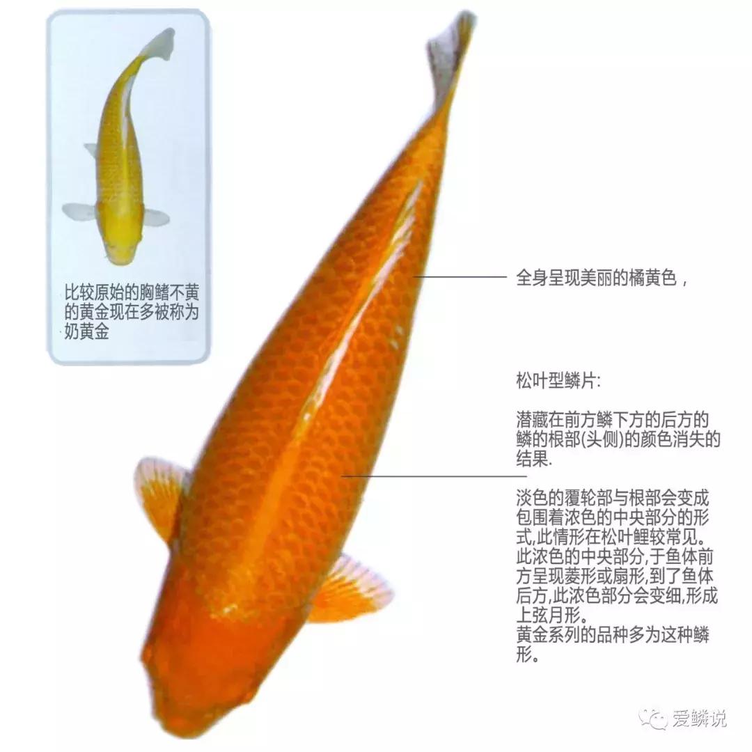 閴磋祻閿﹂菠,閴磋祻閿﹂菠鏁欏