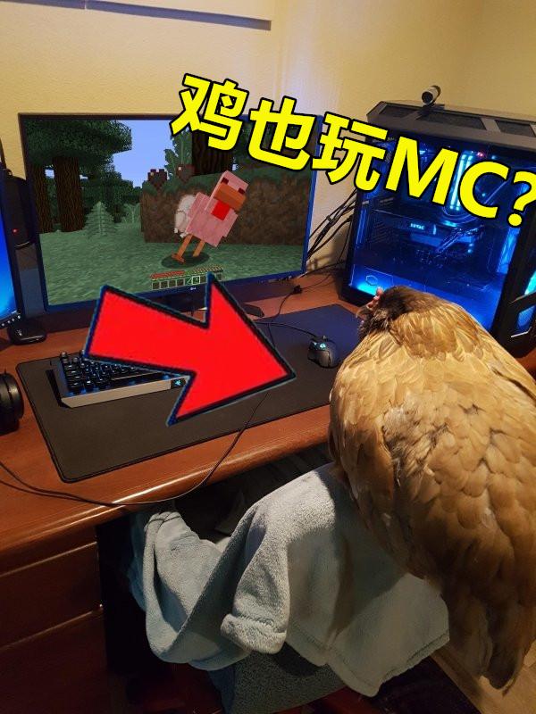 minecraft第一种鸟类,minecraft里的狗怎么才能有