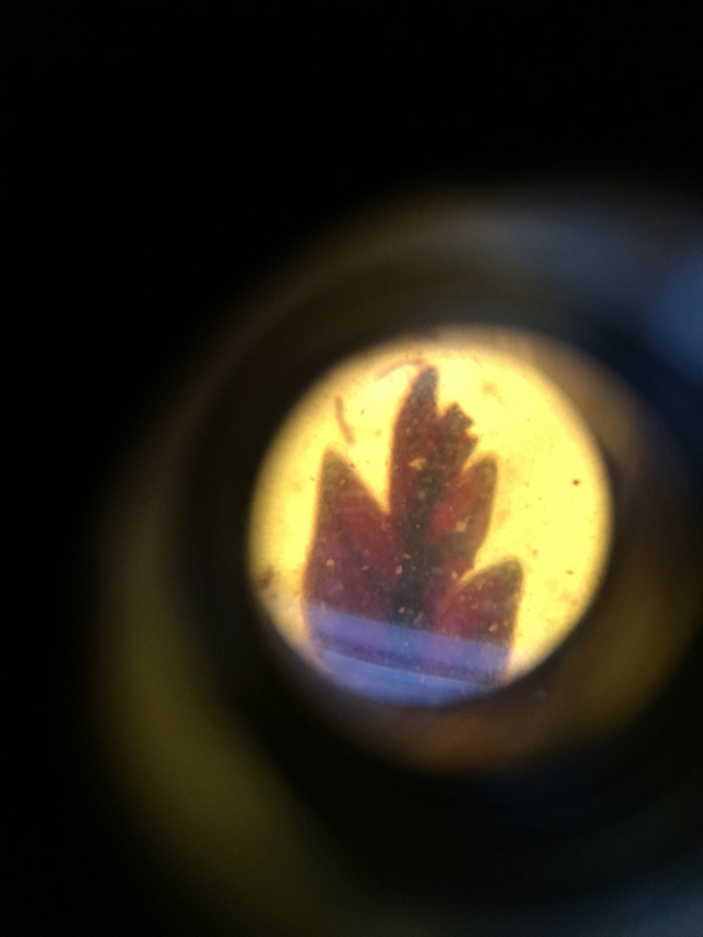 数千万年前琥珀是怎么成形的,琥珀完美封存的古老记忆