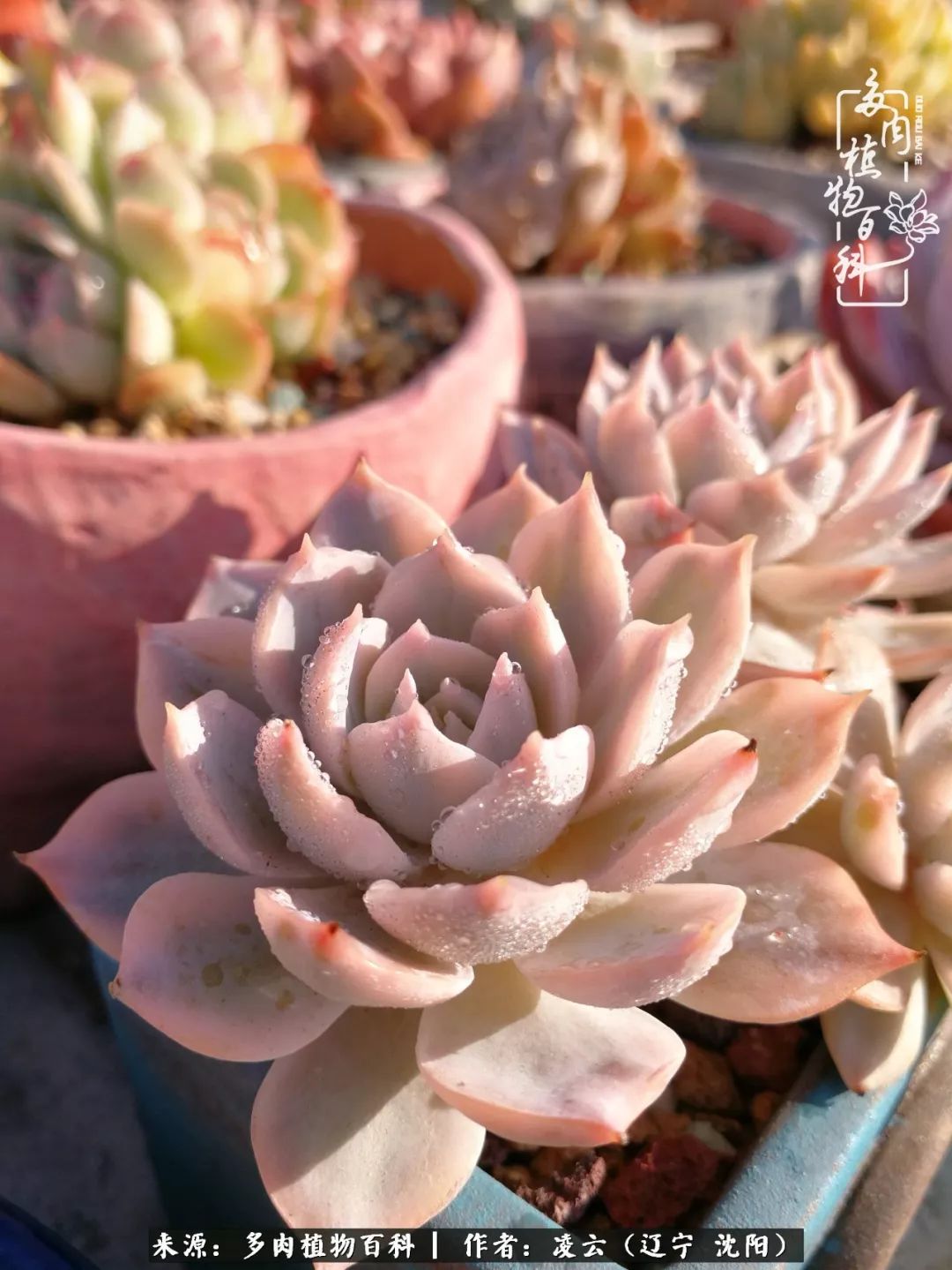 秋闲赏多肉，话育儿，亲生的自家娃，总有一刻让你怦然心动