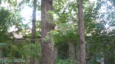 昆凌结婚穿的婚纱真的好大气,唐嫣昆凌婚纱