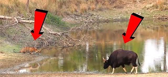 世界上最强壮的牛体重堪比大象,世界最大的牛多少斤吉尼斯