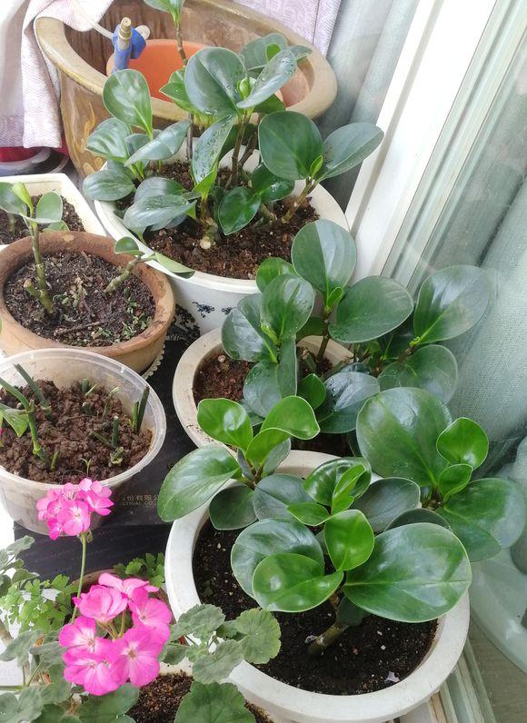 家有这4种植物可小心养,豆瓣绿的家庭养法