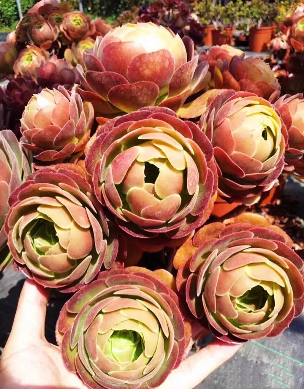 多肉法师韶羞现在能摘心吗,多肉法师欧紫跟韶羞的对比图