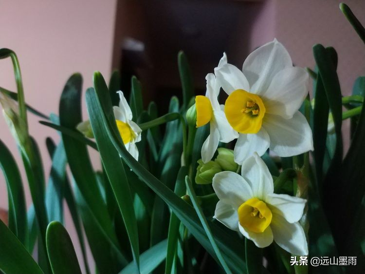 2020新年到、昆明暖冬迎春来,又是一年水仙花开、淡香飘逸的季节