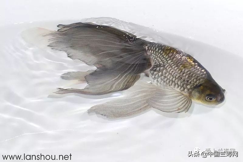 那些企图拿尾巴征服世界的金鱼们