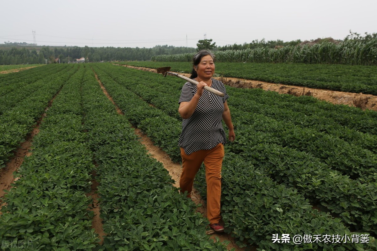 花生带壳播种比剥壳播种，真的更省工、省肥、病害少、产量高吗？