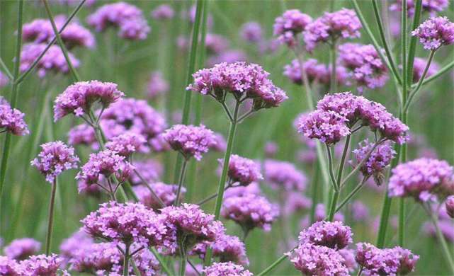 各个属相的幸运植物,十二属相的吉祥植物是什么