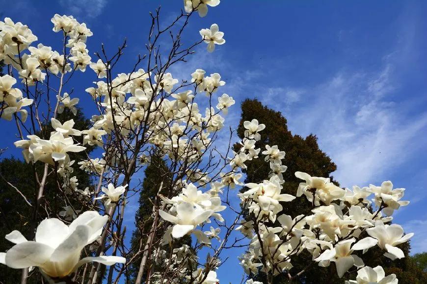 在花园里种什么草,在花园里种什么花最好