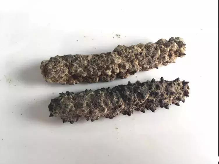 海参的高级介绍,海参营养丰富可你真的了解海参吗