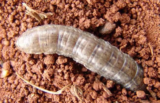 敌百虫在土壤表面能防治地老虎吗,4.5%高效氯氰菊酯防治地老虎