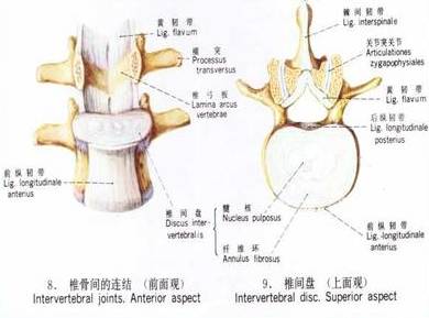 腰椎间盘突出症的临床诊治策略,腰椎间盘突出症的临床诊治