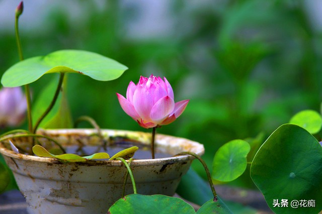 碗莲种藕一盆种两棵,种碗莲种藕全过程