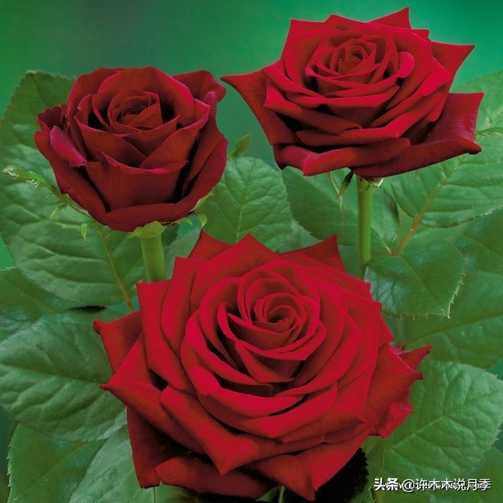 世上有黑色的花吗,世上有黑玫瑰吗