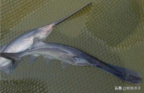 三亿年前的鸭嘴鱼,鸭嘴兽几千万年前