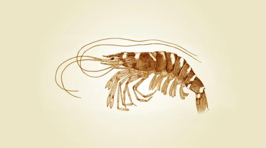 所有虾类哪种更好吃些图片,给你科普一下虾的种类