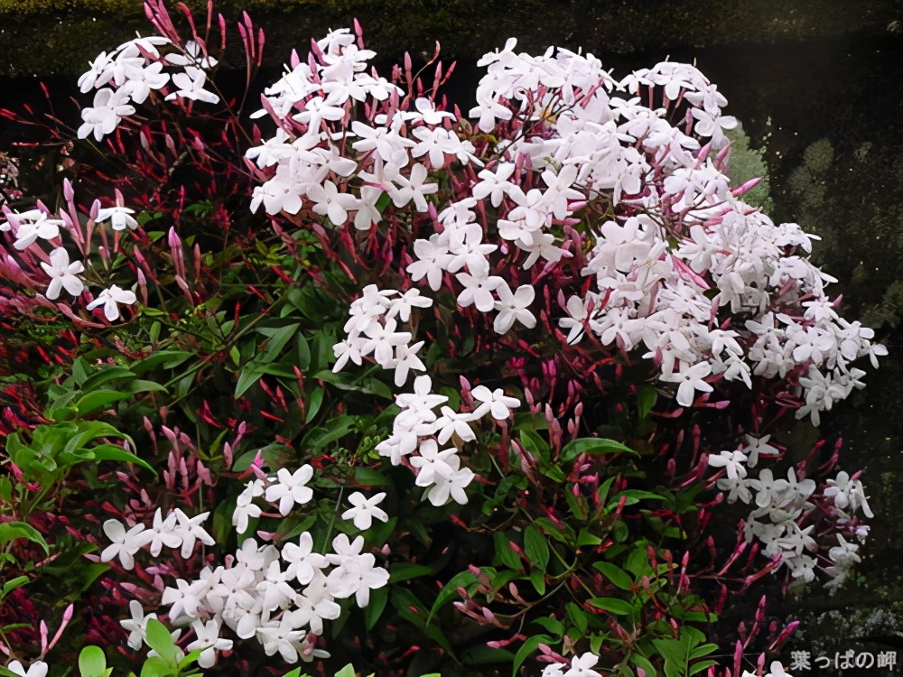 四季都有观赏效果的园林植物,春季开花的园林植物